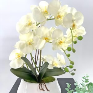 Orchidėja, Balta